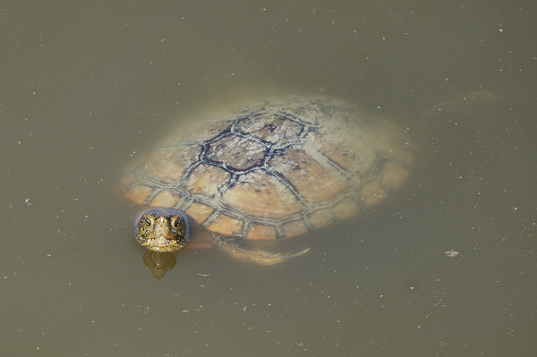 Aiuto identificazione Trachemys